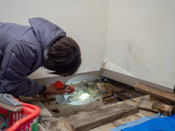Best Environmental Consulting for Mold Prevention  in Holiday Shores, IL