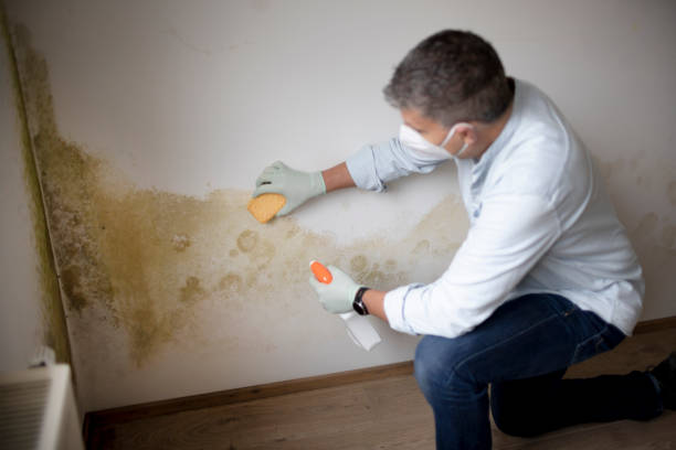 Best HVAC Mold Inspection and Cleaning  in Holiday Shores, IL