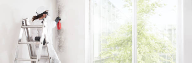 Best Mold Documentation for Insurance Claims  in Holiday Shores, IL