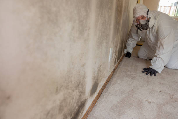 Best Basement Mold Removal  in Holiday Shores, IL